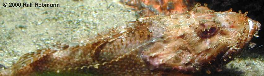 Scorpaena scrofa Bild02